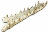 Impressive Fossil Crocodylomorph (Gavialoid?) Jaw - Morocco #345362-6